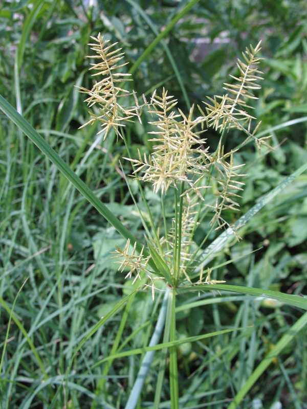 Yellow Nutsedge